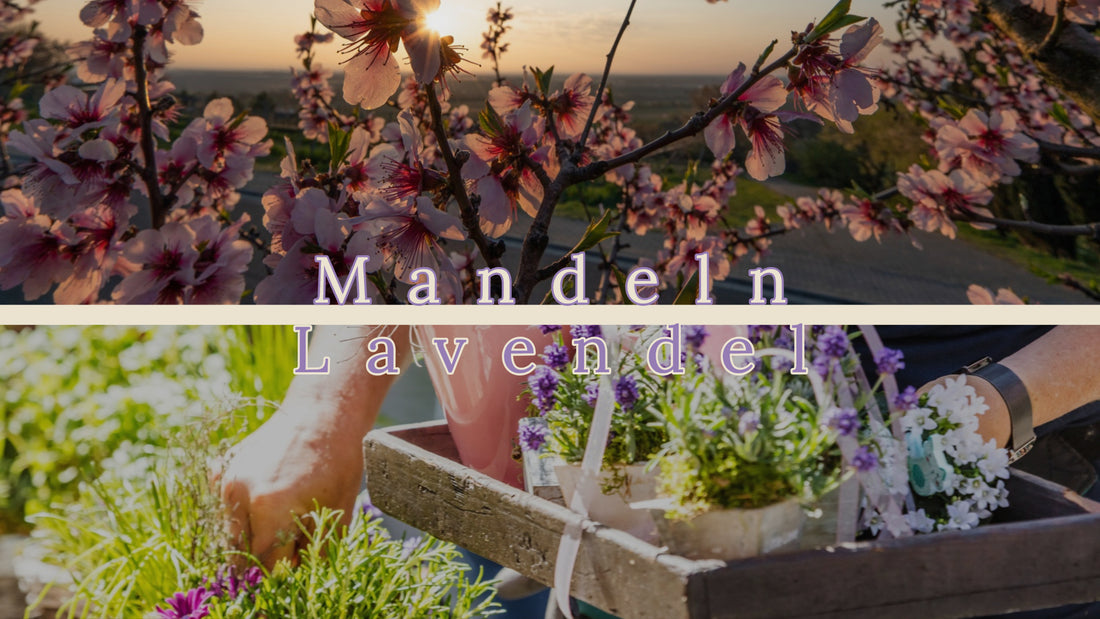 Wissenswertes: Mandeln und Lavendel